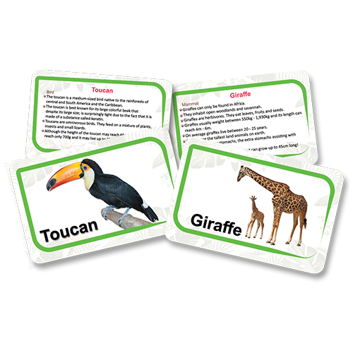 Flash Cards - Animals Kingdom