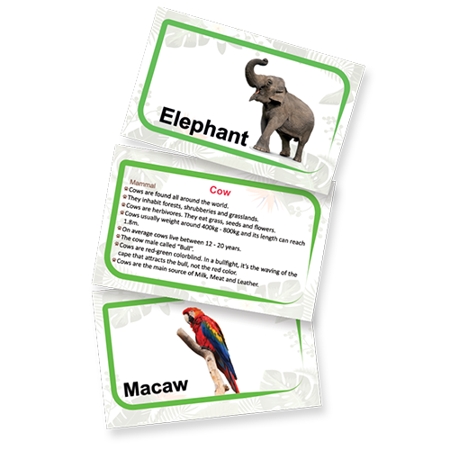 Flash Cards - Animals Kingdom