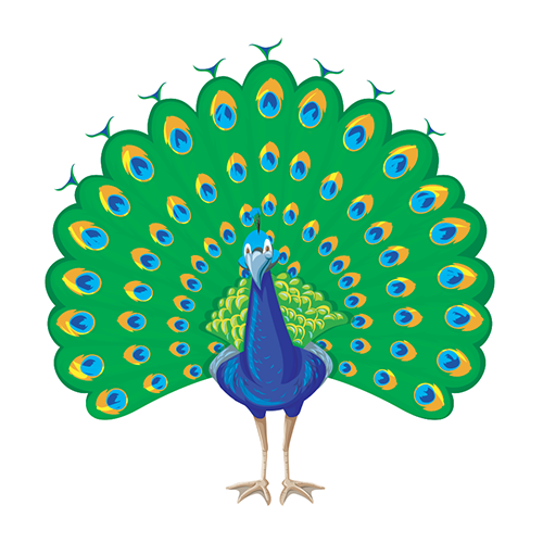 Dschungel Vögel
