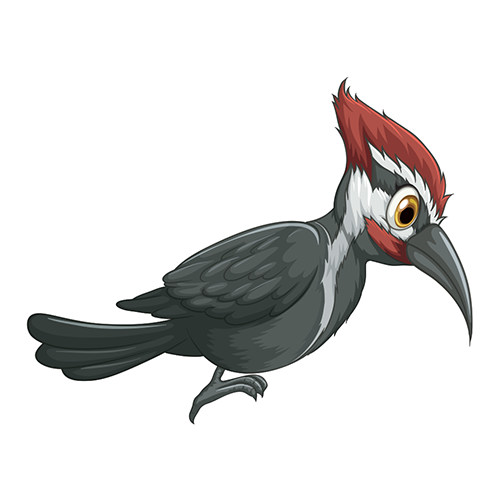 Dschungel Vögel