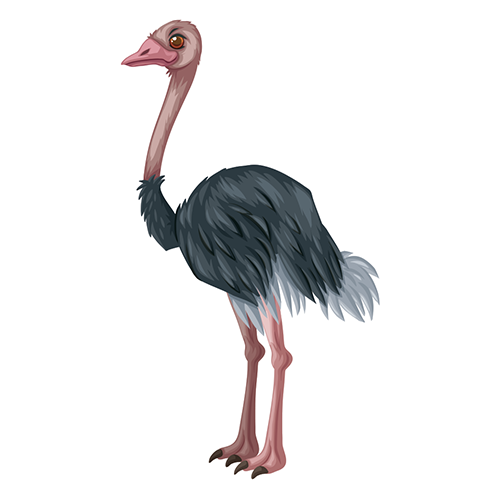 Dschungel Vögel